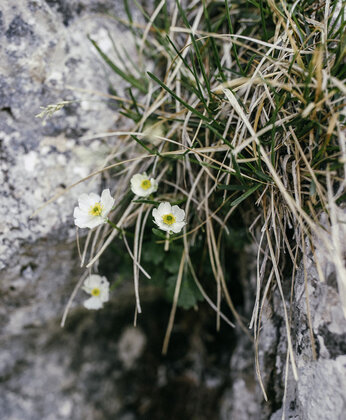 Kleine weiße und gelbe Blüten mit grünen Stängeln, die aus einem Riss in einer grauen Felsoberfläche wachsen.